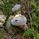 Funghi, funghi e ancora funghi